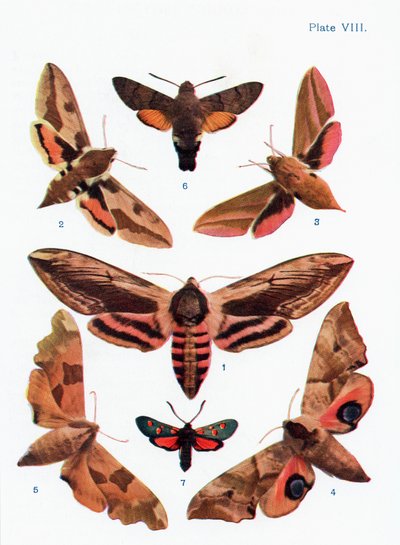 Different types of moths, illustration from the book Butterflies, Moths and Other Insects and Creatures of the Countryside, published 1927 by William Samuel Furneaux